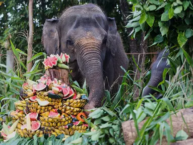 Seekor gajah Sumatra berusia 36 tahun bernama Nurhayati dan anaknya yang berusia 21 bulan, Kama, menikmati paket buah selama sesi pemberian makan khusus untuk merayakan Hari Gajah Sedunia di Bali Zoo, Gianyar, Bali, pada Selasa 12 Agustus 2025. (AP Photo/Firdia Lisnawati)