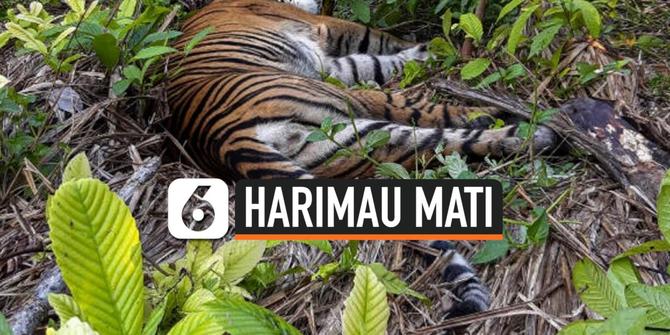 VIDEO: Diduga Diracun, Harimau Sumatera Ditemukan Mati di Aceh