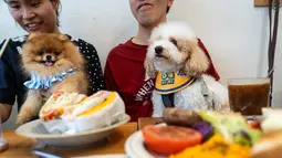Restoran di Hong Kong Perbolehkan Pelanggan Bawa Anjing