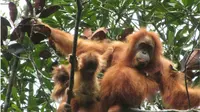 Hutan tempat berdiamnya bayi orangutan Tapanuli kembar kini terancam rusak akibat proyek pembangunan. (dok. Sumatera Orangutan Conservation Programme/Reza Efendi)