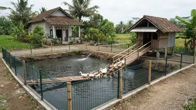 Ide Tata Letak Kolam Lele dan Kandang Bebek