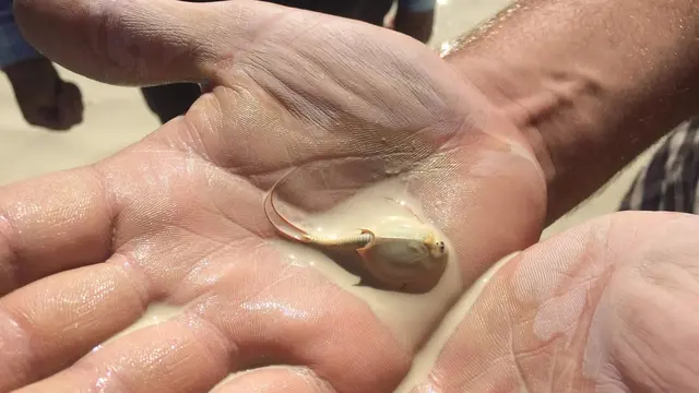 Triops telah menjelajahi bumi selama ratusan juta tahun.