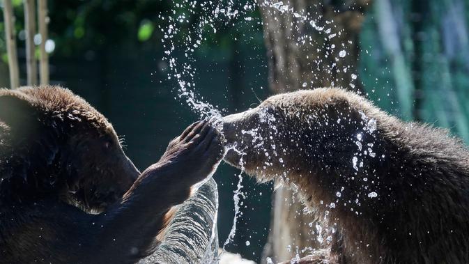 Anak beruang cokelat Gianni (kiri) dan Sam bermain di area Bioparco Roma, (24/5). Dua bayi beruang berusia 18 bulan ini dibawa ke Italia setelah ditemukan oleh beberapa asosiasi hak hewan. (AP Photo/Alessandra Tarantino)