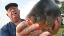 Pacu termasuk ikan yang legal dimiliki di Amerika Serikat dan bisa dibeli di toko-toko akuarium serta mudah dipelihara. (JASON KRYK/The Windsor Star)