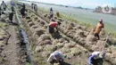 Petani menjemur bawang merah hasil panen di kawasan Leces Probolinggo, Jawa Timur, Minggu (29/8/2021). Turunnya harga bawang merah disebabkan melimpahnya hasil panen para petani dari berbagai kawasan di Pulau Jawa. (merdeka.com/Arie Basuki)