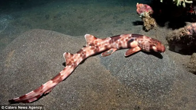 Berpelesir ke Halmahera demi Bersua dengan Hiu 'Berkaki'