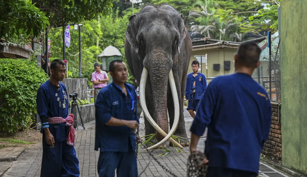 Muthu Raja dipindahkan dari rumah sementaranya di kebun binatang di ibu kota Sri Lanka, Kolombo, sebelum fajar menyingsing, ditemani oleh empat pawang dari Thailand dan seorang pawang dari Sri Lanka, dengan dua kamera CCTV yang memantau kesehatannya selama perjalanan. (Ishara S. KODIKARA / AFP)