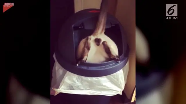 Aksi seekor kucing himalayan yang berusaha keluar karena terjerembab di tong sampah.