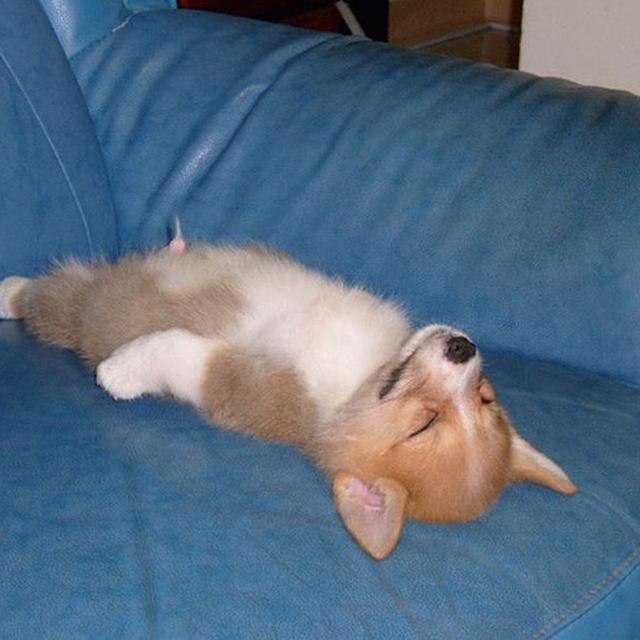 Ternyata Ini Alasan Anjing Suka Mimpi Berlari Saat Tidur Global Liputan6 Com