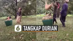 Warganet dibuat deg-degan lantaran caranya menangkap durian yang dijatuhkan.