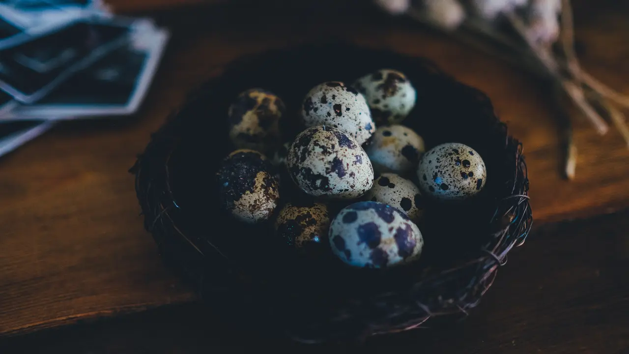 telur puyuh