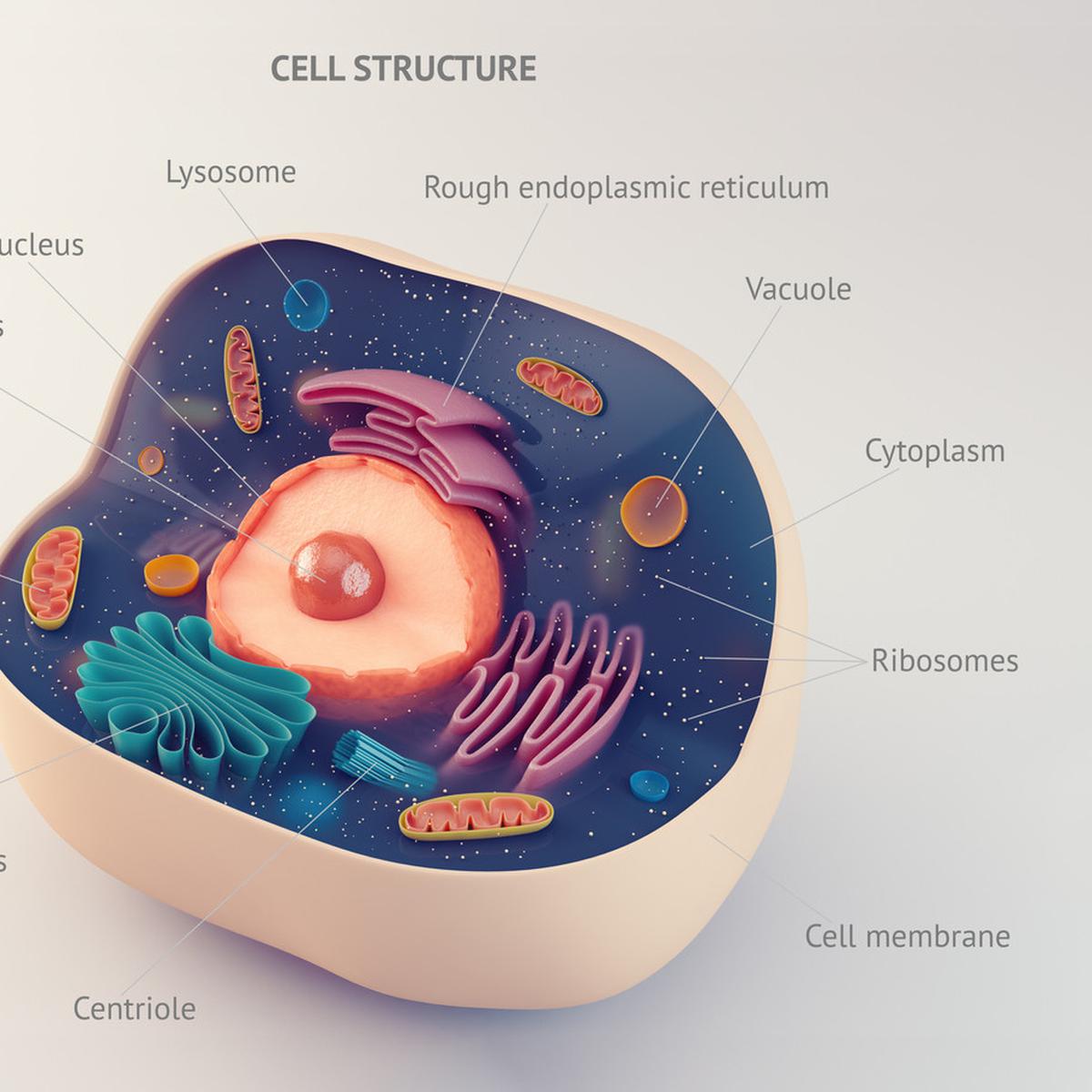 Perhatikan gambar sel hewan berikut organel sel yang ditunjukkan oleh huruf m berfungsi sebagai