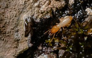 Tips Deteksi Rayap Sudah Menghuni Rumahmu (Sumber: Ilustrasi Pexels)