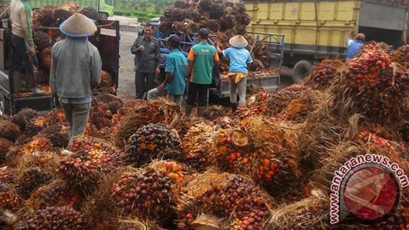 Kelapa Sawit 2