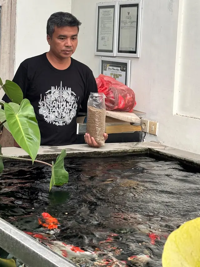 Nursalim memberi pakan ikan koi peliharaanya di kolam pembibitan ikan koi (Istimewa)