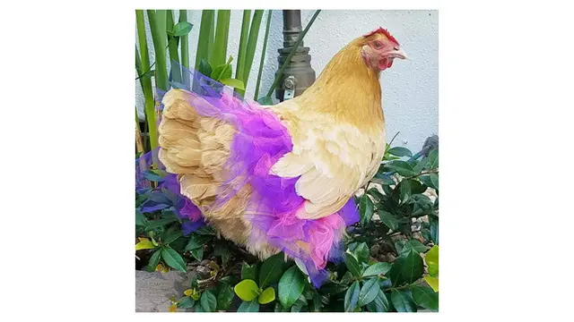 Pria Ini Buat Rok untuk Ayam, Alasannya Bikin Geleng Kepala