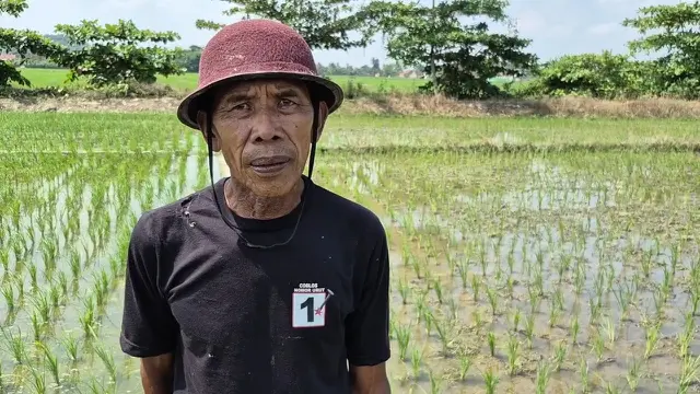 Petani Lampung cemas dengan kondisi sawah di musim kemarau. (Liputan6.com/Ardi Munthe)