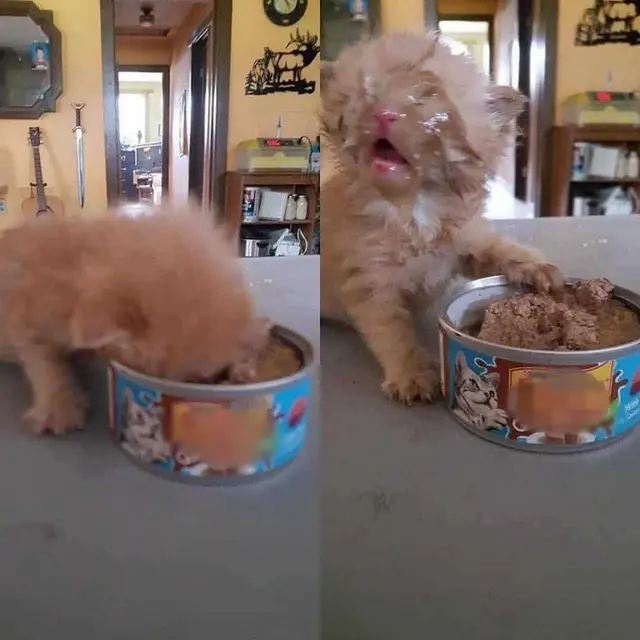 8 Tingkah Nyeleneh Kucing saat Makan dan Minum Ini Bikin Geleng Kepala