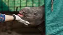 Ekspresi bayi badak bertanduk satu saat berada di dalam kandangnya di Taman Zoologi Assam di Gauhati, India (5/6). Petugas Taman Zoologi memberi makan dan perawatan agar bayi badak tersebut dapat terus hidup. (AP Photo/Anupam Nath)