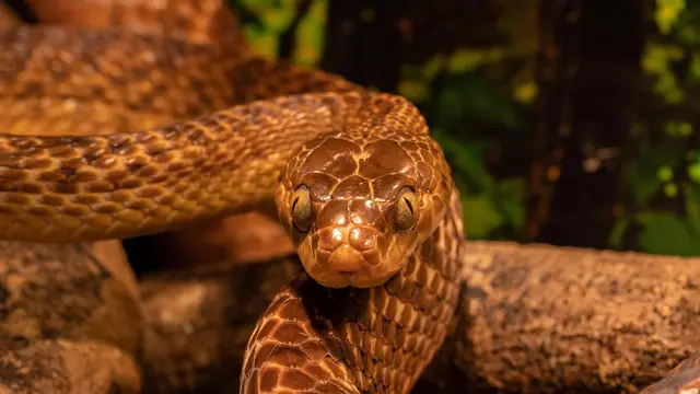 Thamnophis sirtalis