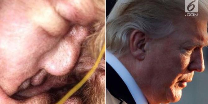 VIDEO: Heboh, Wajah Mirip Donald Trump di Telinga Anjing Ini