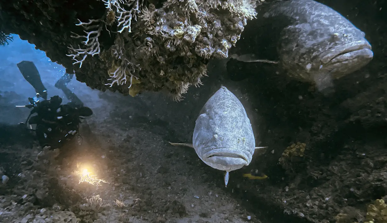 Para ilmuwan memperingatkan jumlah kerapu goliat, ikan raksasa yang beratnya bisa mencapai 360 kilogram (hampir 800 pon) yang disukai para penyelam di Florida, menurun. (Jesus OLARTE / AFP)