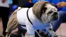 Anjing Bulldog, Tucker milik Michael dan Tracey Crumb berjalan di atas catwalk kontes kecantikan bertajuk Beatiful Bulldog ke-37 di Des Moines, Iowa, Minggu (22/4). Pemenang kontes ini akan menjadi maskot ajang atletik Drake Relays (AP/Charlie Neibergall)
