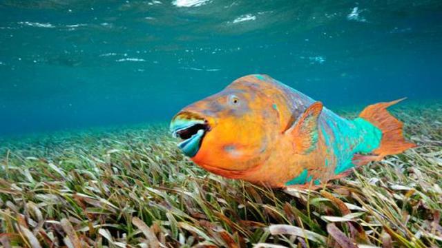 7 Ikan Paling Cantik di Muka Bumi - Citizen6 Liputan6.com