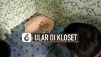 Beredar video detik-detik beberapa pria menangkap ular yang keluar dari dalam kloset.