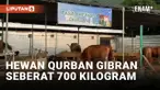 Gibran Sumbang Hewan Qurban di Masjid Al-Azhar