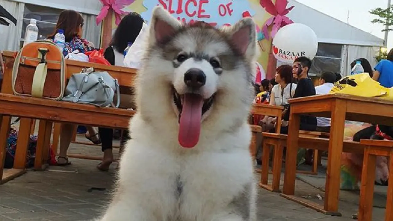 [Bintang] Anjing Elvis