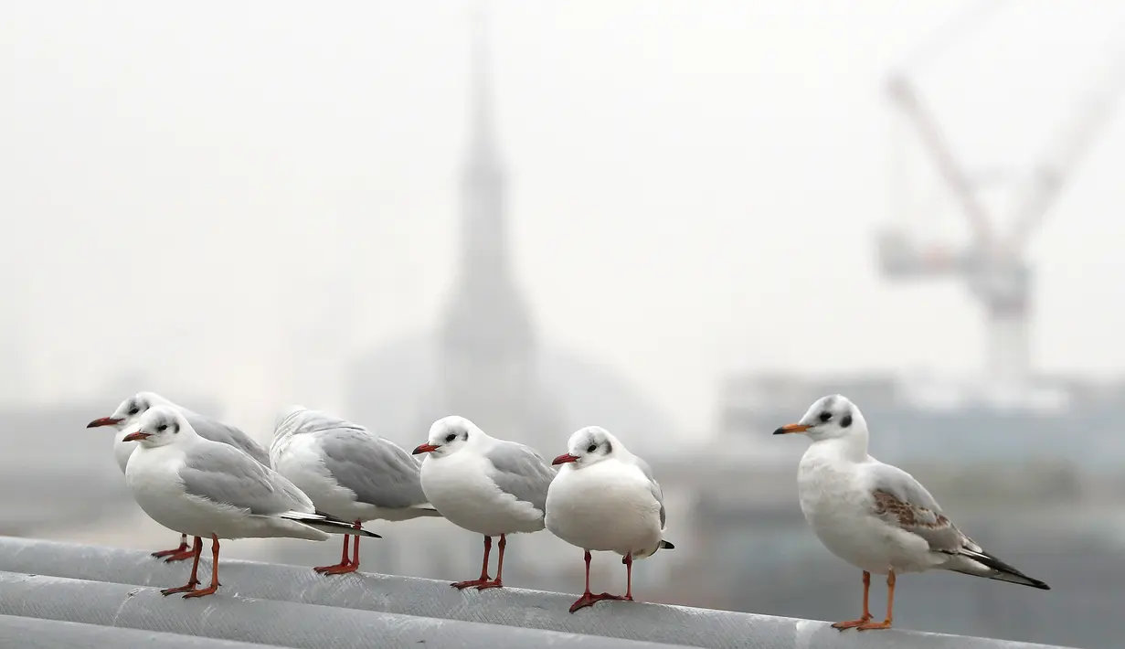 Sejumlah burung bertengger saat kabut melanda London, Inggris, Senin, (23/1). Aktifitas warga menjadi terganggu karena terbatasnya jarak pandang (AP Photo / Alastair Grant)