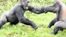 Aksi gorila yang berkelahi kerena merebutkan tomat di Kebun Binatang Paignton, Devon (3/10/14). (Dailymail) 