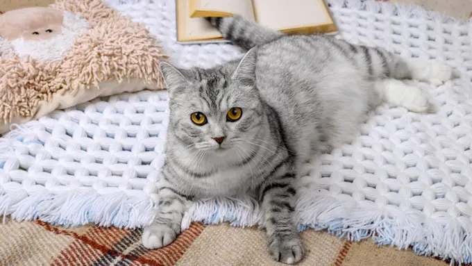 Bulu Kucing Lagi Rontok, Ini Cara Efektif Membersihkannya!