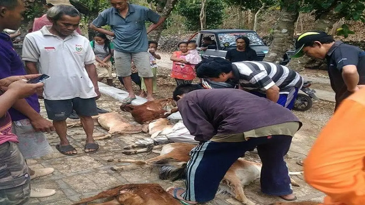 10 Hewan Ternak di Gunung Kidul Mati Secara Misterius