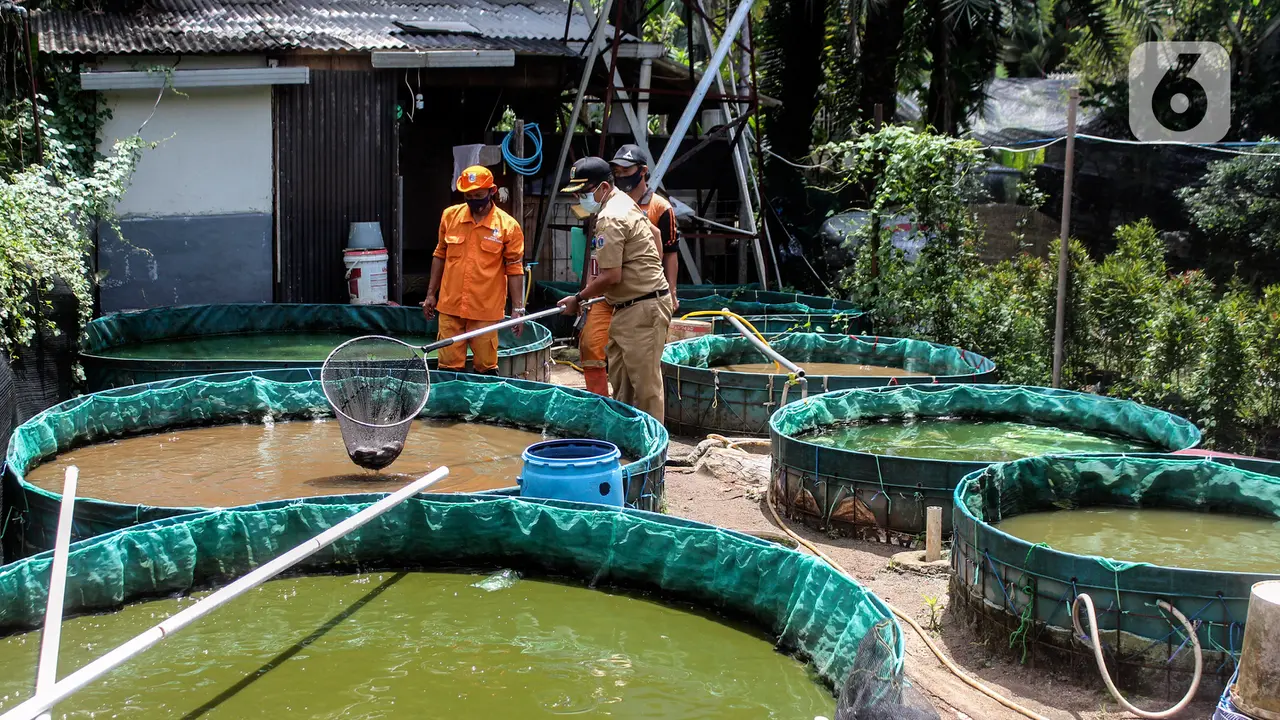 Melihat Budidaya Ikan Menggunakan Sistem Bioflok