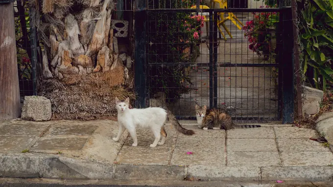 Ilustrasi kucing jalanan stray cat