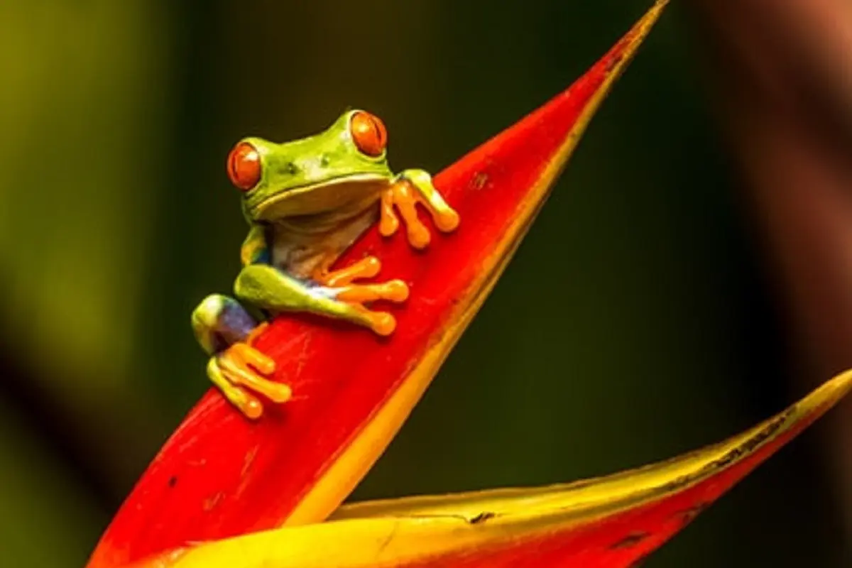 Ilustrasi katak