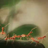 Ilustrasi Semut/https://unsplash.com/Prince Patel