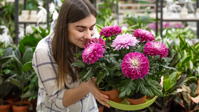Tips Memilih Varietas Dahlia dan Menyiapkan Tanah yang Ideal