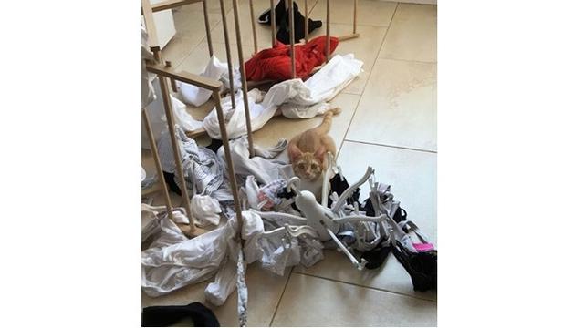 Tingkah kucimg (Sumber: Boredpanda)