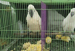 Satwa lindung yang berusaha diselundupkan ke luar negeri. (Liputan6.com/Reza Efendi)