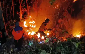 Kebakaran Hutan Jati di Situbondo, 4 Hektare Lahan Hangus