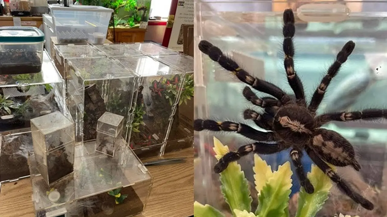 Viral Apartemen Dipenuhi 19 Tarantula dan Ular Usai Penghuni Menghilang
