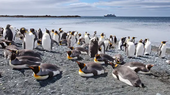 Ilmuwan Temukan Spesies Penguin Gentoo Baru Setelah Lebih dari 100 Tahun