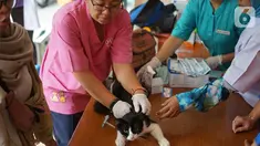 Petugas kesehatan hewan memberikan vaksin rabies pada kucing di kawasan Sawah Besar, Jakarta, Kamis (3/9/2019). Dalam rangka memperingati Hari Rabies Sedunia, Sudin Ketahanan Pangan Kelautan dan Perikanan DKI Jakarta melakukan vaksinasi hewan secara gratis. (Liputan6.com/Immanuel Antonius)