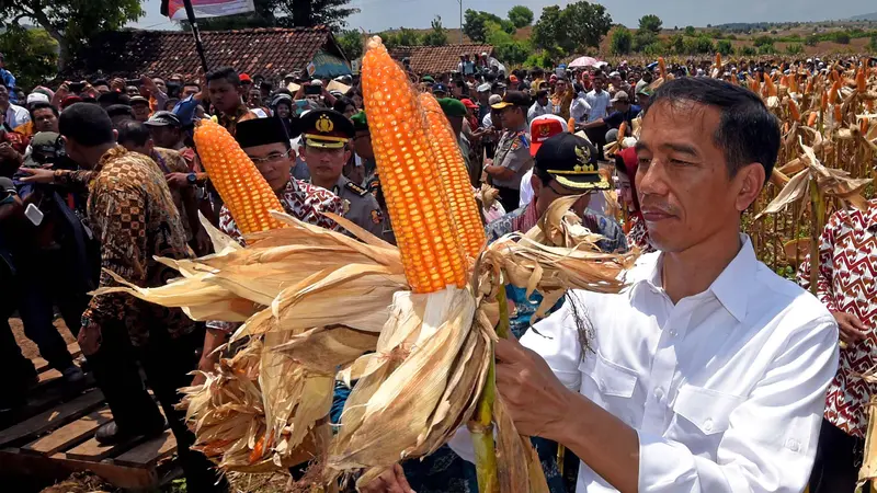 Presiden Jokowi Hadiri Panen Raya Jagung di NTB