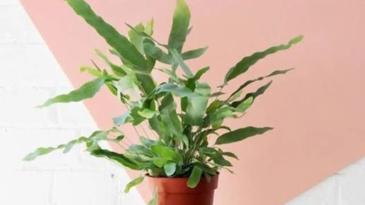 Pakis Bintang Biru atau Blue Star Fern