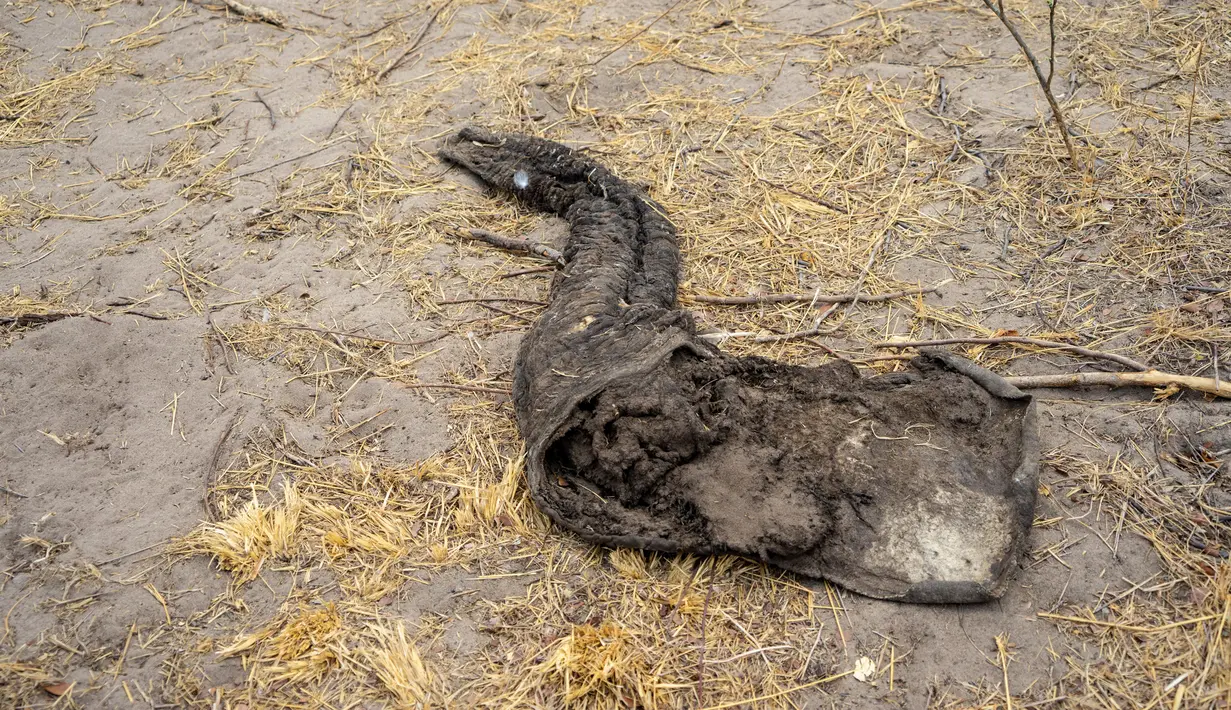 Bangkai belalai gajah yang mati karena kekeringan tergeletak di Taman Nasional Hwange, Zimbabwe, Selasa (12/11/2019). Lebih dari 200 gajah di Taman Nasional Hwange mati akibat kekeringan. (ZINYANGE AUNTONY/AFP)