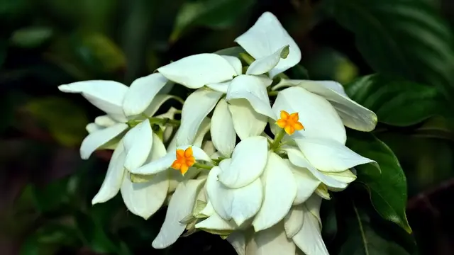 Pohon Kecil Berbunga
